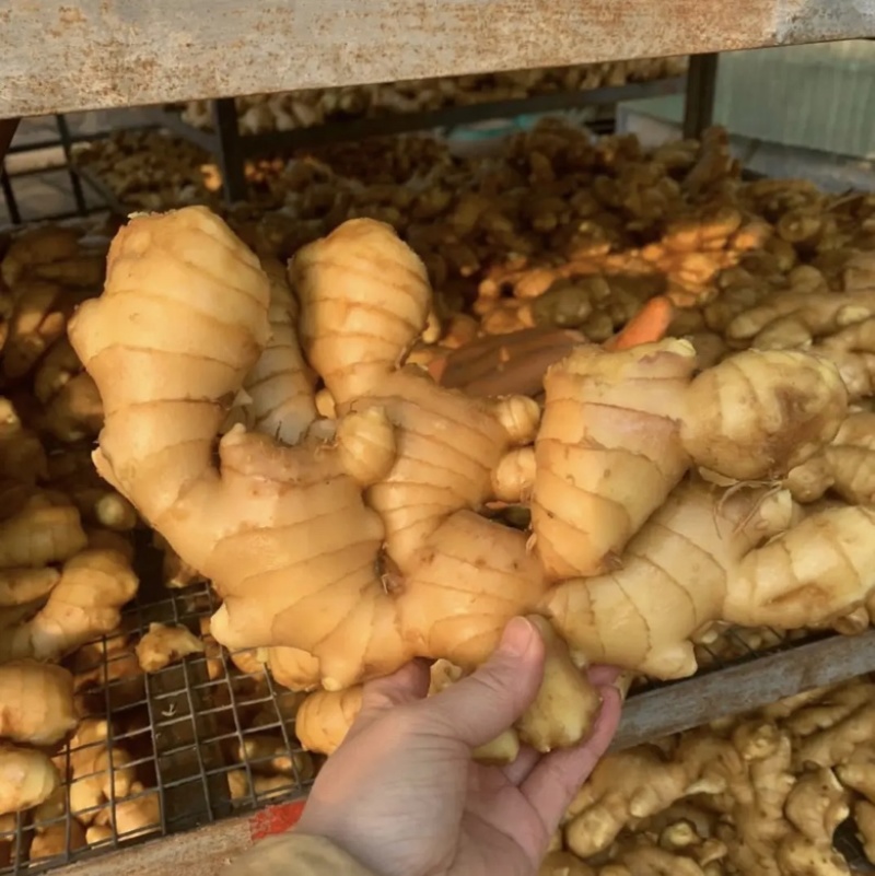 正宗生姜代收代存大黄姜产地批发坏烂包赔量大从优