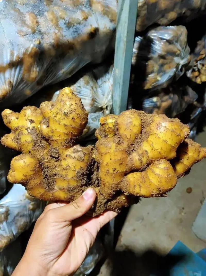 【山东小黄姜代】山东生姜产地直发可视频看货品质保证