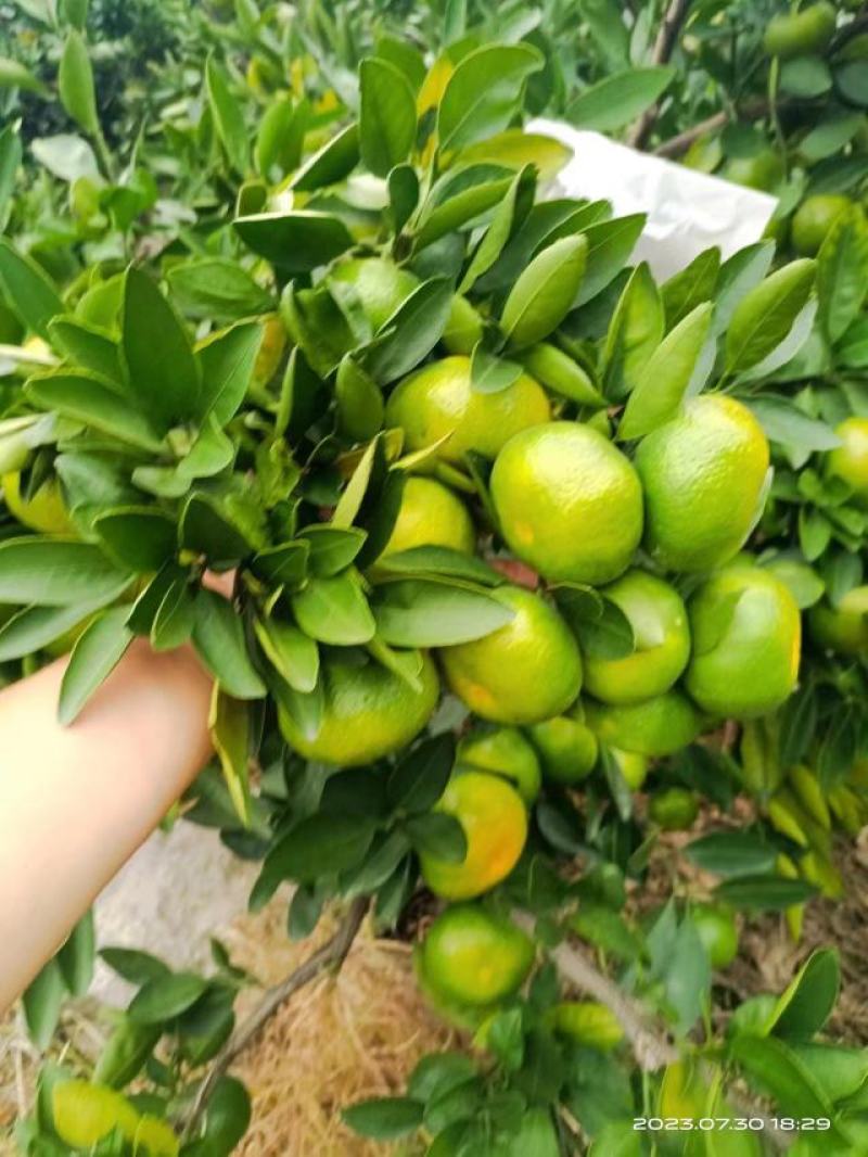 《优选蜜桔》四川特早蜜橘大量上巿对接全国各地电商或市场