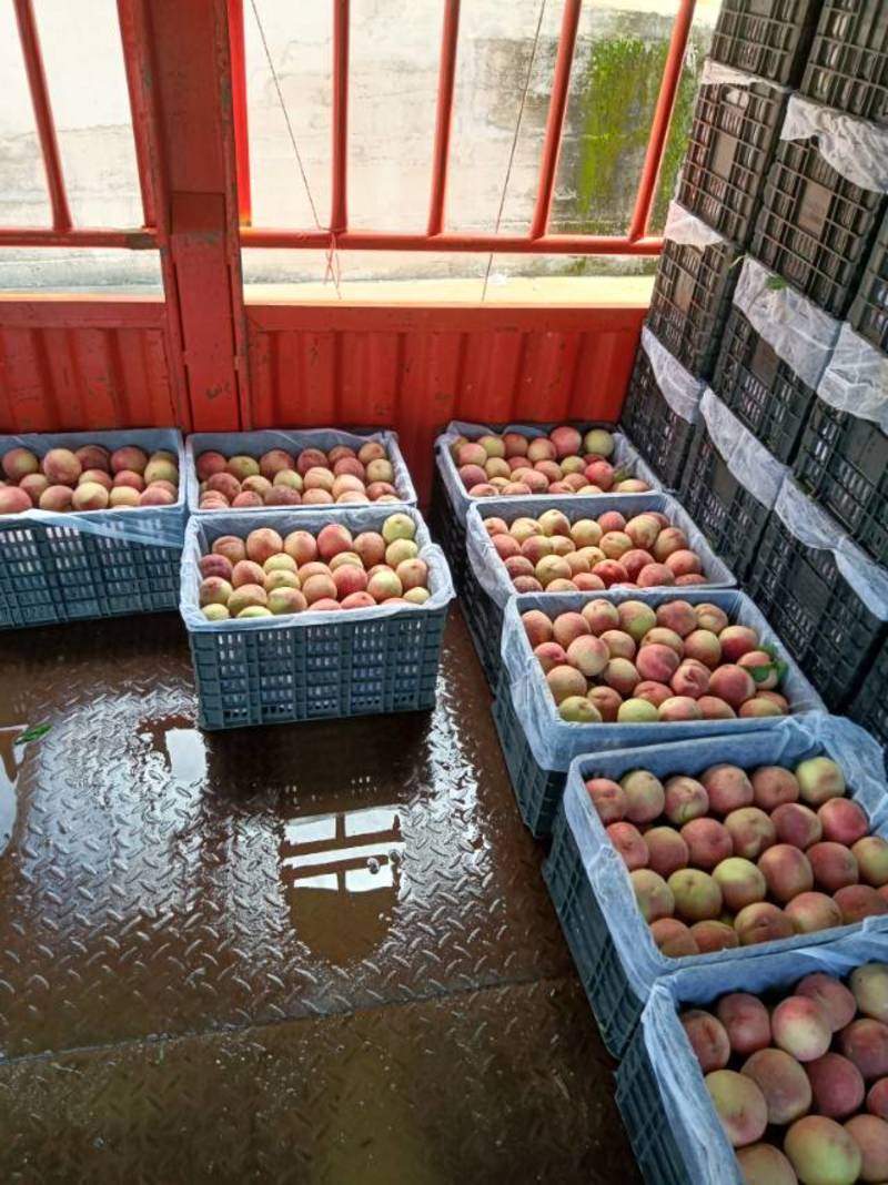 贵州苹果桃大量上货3个头起