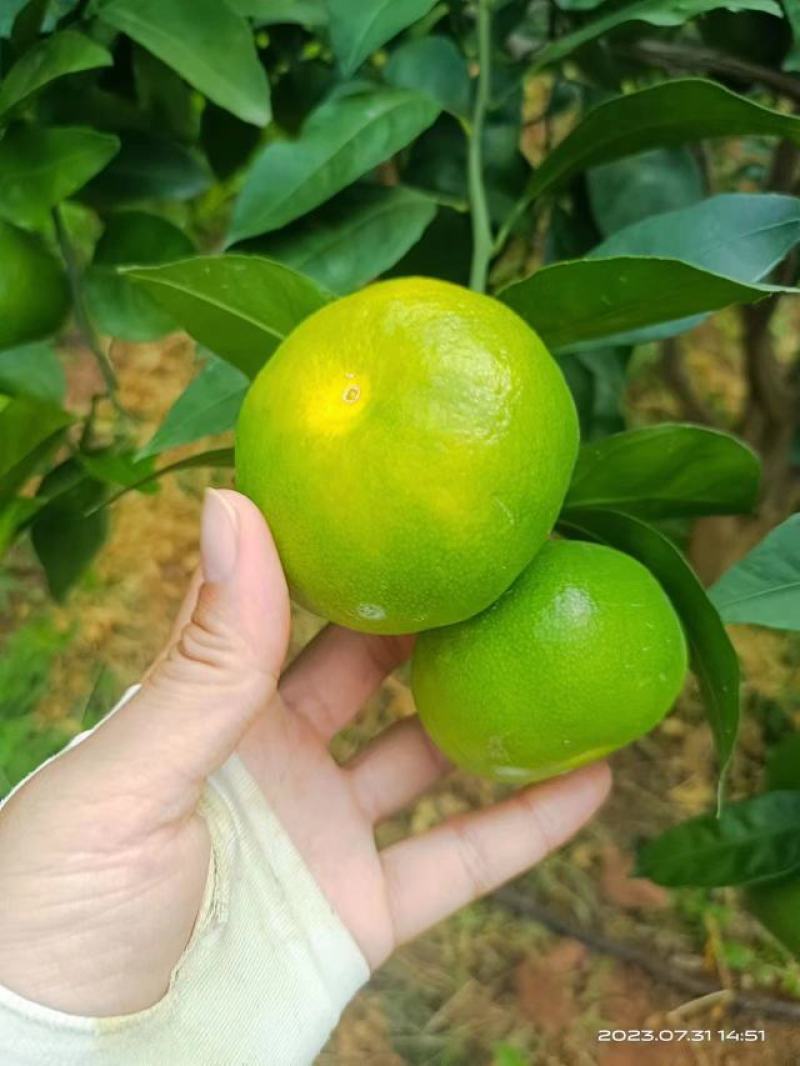 四川特早蜜橘大量售卖中，对接全国市场电商欢迎致电