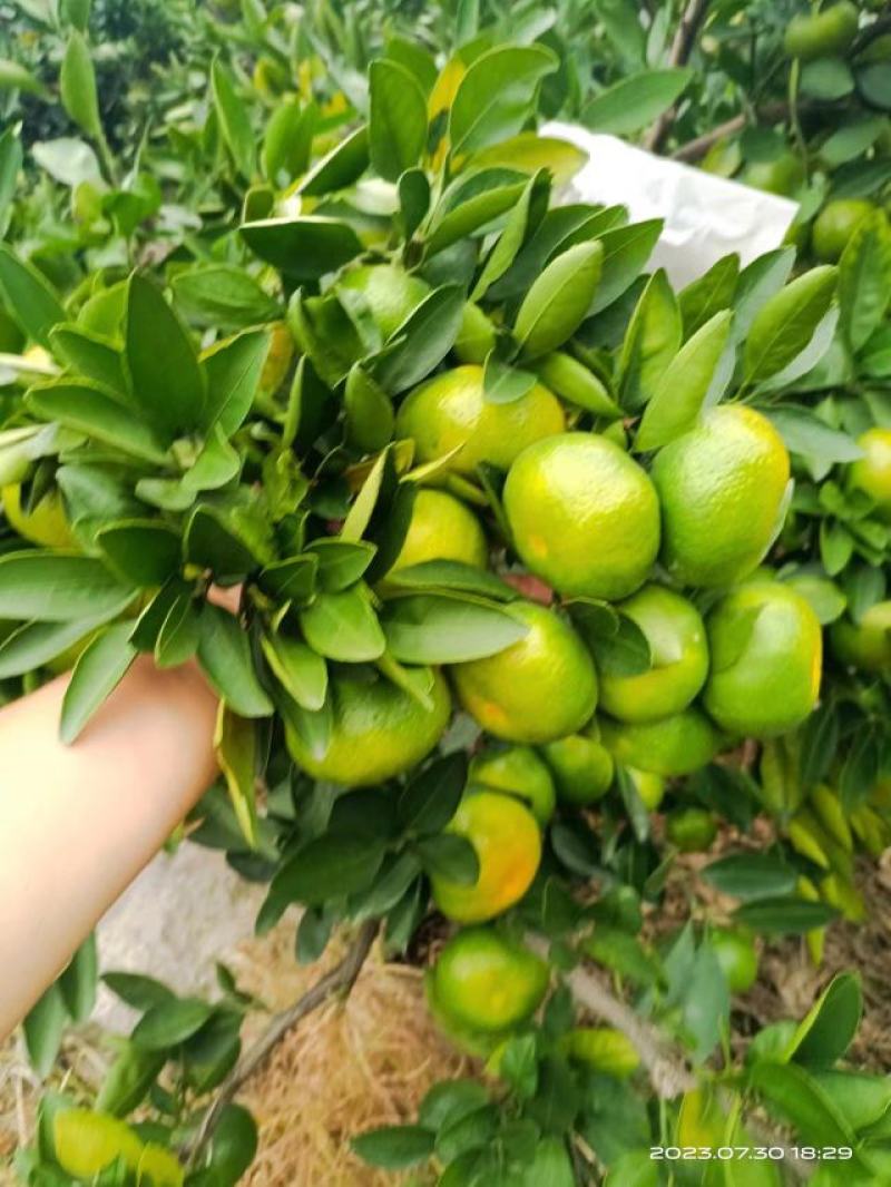 四川特早蜜橘大量售卖中，对接全国市场电商欢迎致电
