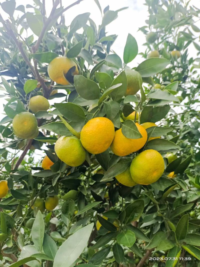 四川特早蜜橘大量售卖中，对接全国市场电商欢迎致电