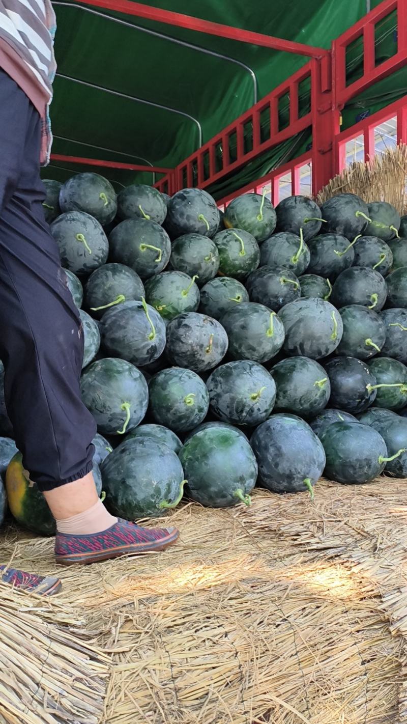 河南太康精品黑无籽西瓜大量现货可视频看货欢迎来电咨询