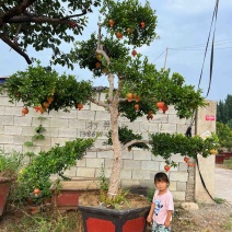 造型景观石榴树