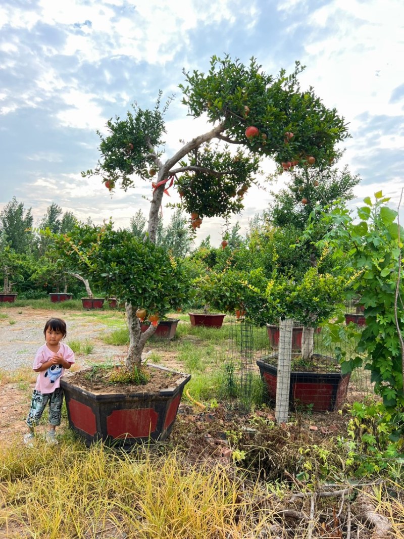造型景观石榴树