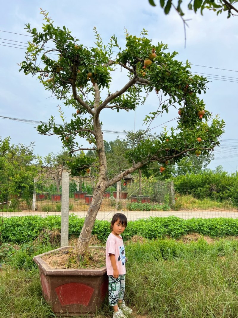 造型景观石榴树