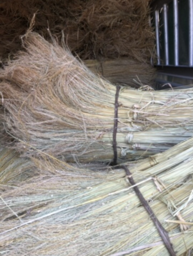 贵州糯米草心、有需要的联系大量现货供应