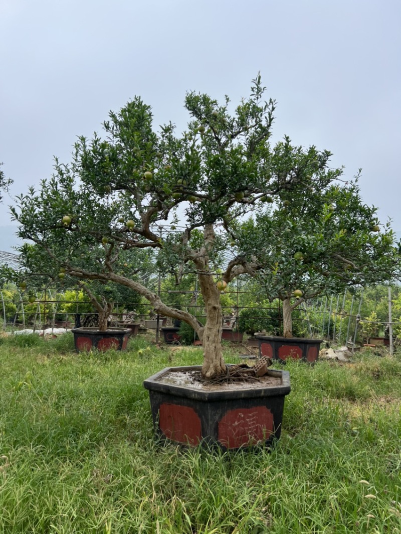 石榴树