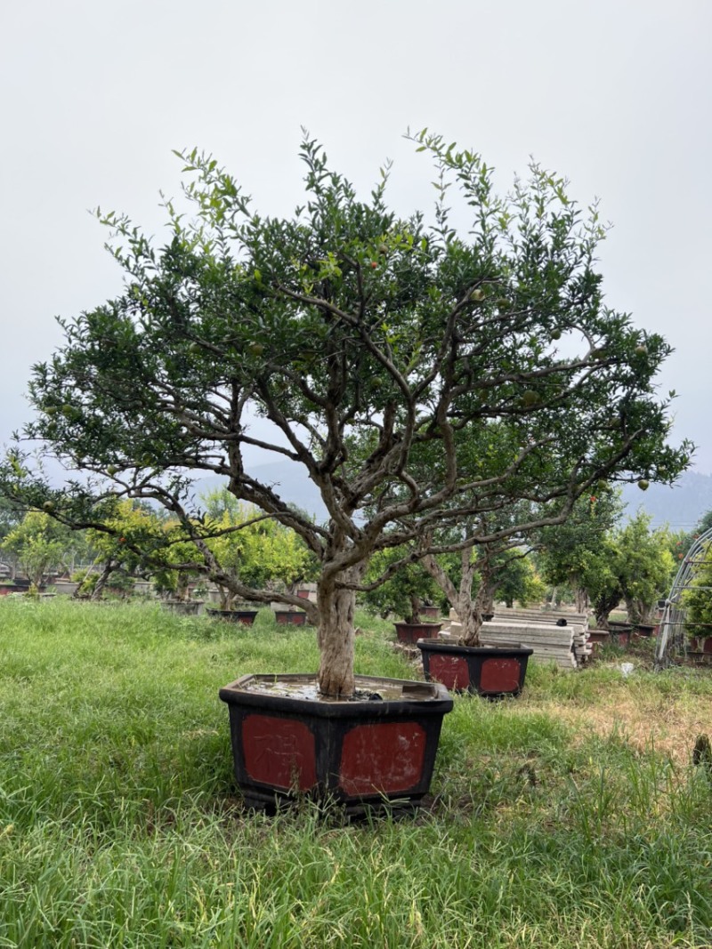 石榴树