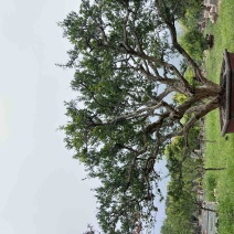 石榴树