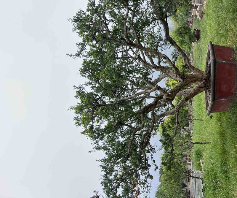 石榴树