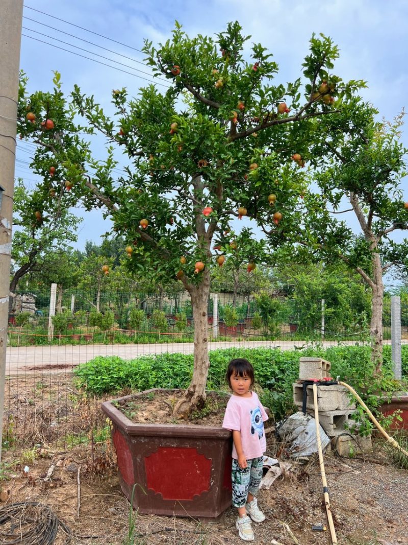 石榴树