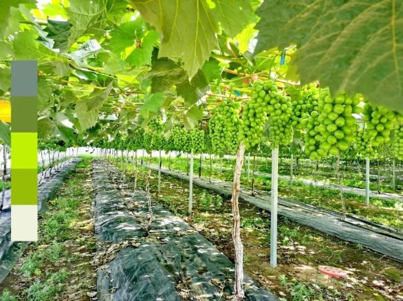山东阳光玫瑰葡萄，货源充足，量大从优，对接全国市场.商超