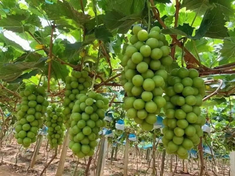 山东阳光玫瑰葡萄，货源充足，量大从优，对接全国市场.商超