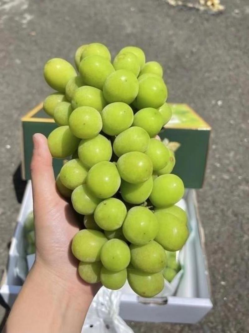 山东阳光玫瑰葡萄，货源充足，量大从优，对接全国市场.商超