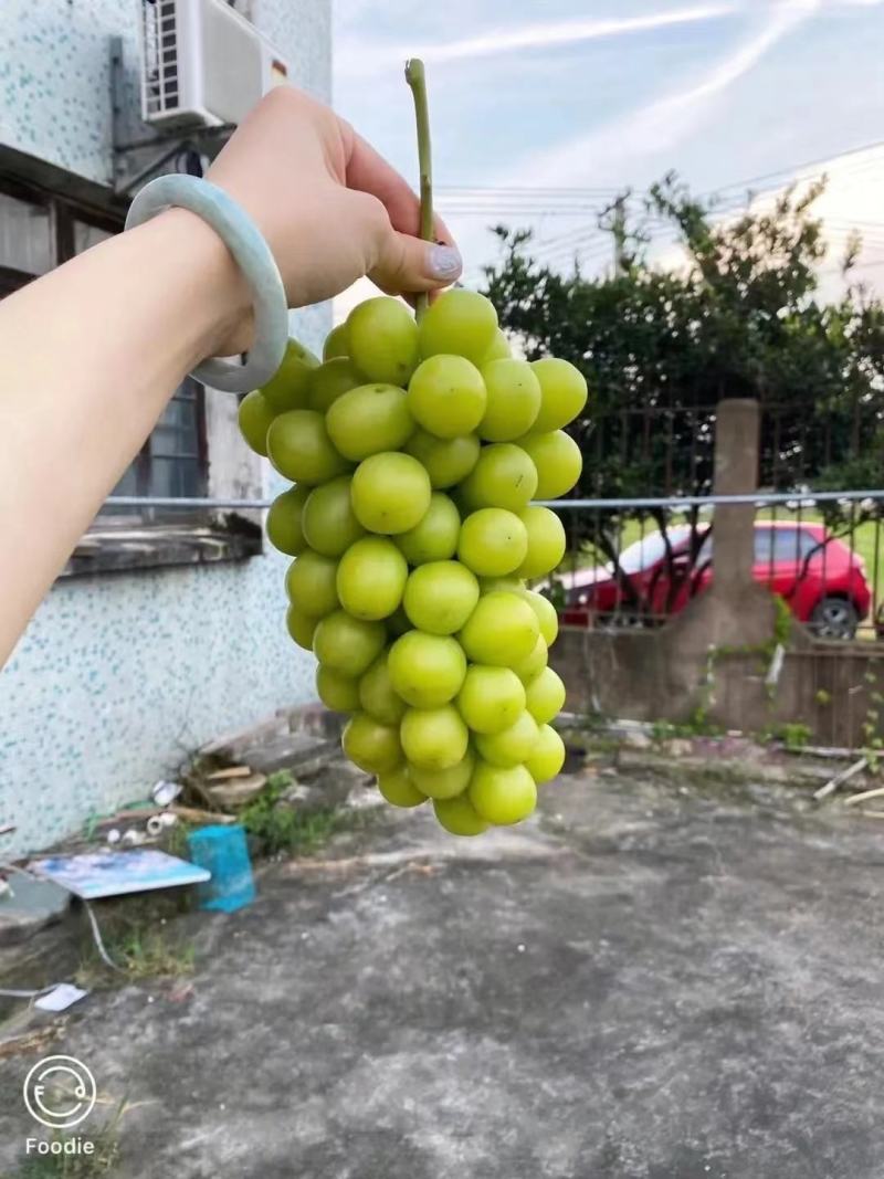山东阳光玫瑰葡萄，货源充足，量大从优，对接全国市场.商超
