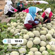 哈密瓜，新疆产地一手货源，光照足，甜度高，批发到全国各地