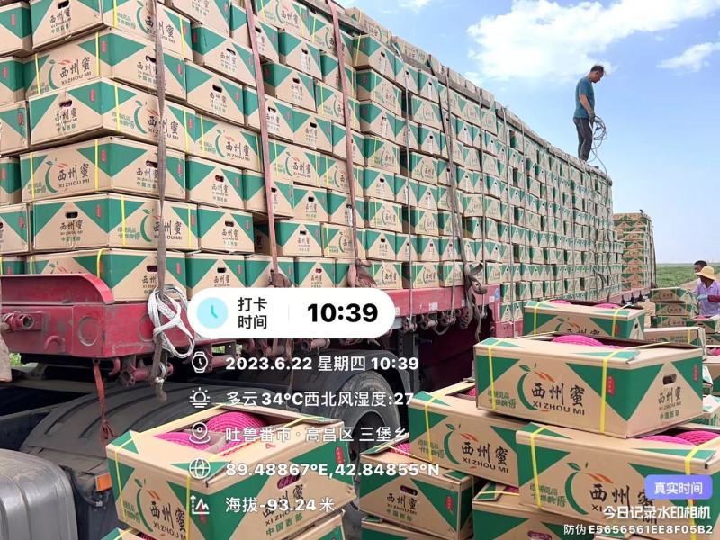 哈密瓜，新疆产地一手货源，光照足，甜度高，批发到全国各地