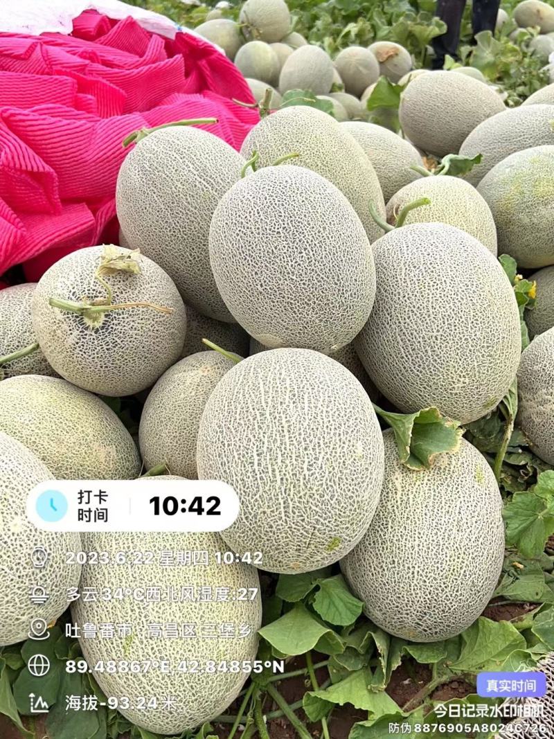哈密瓜，新疆产地一手货源，光照足，甜度高，批发到全国各地