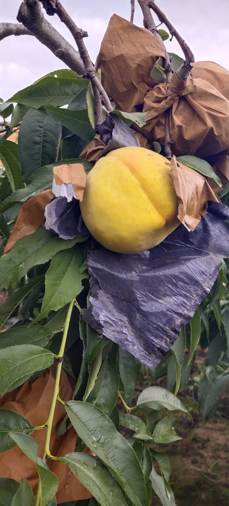 锦绣大黄桃上市了需要的抓紧