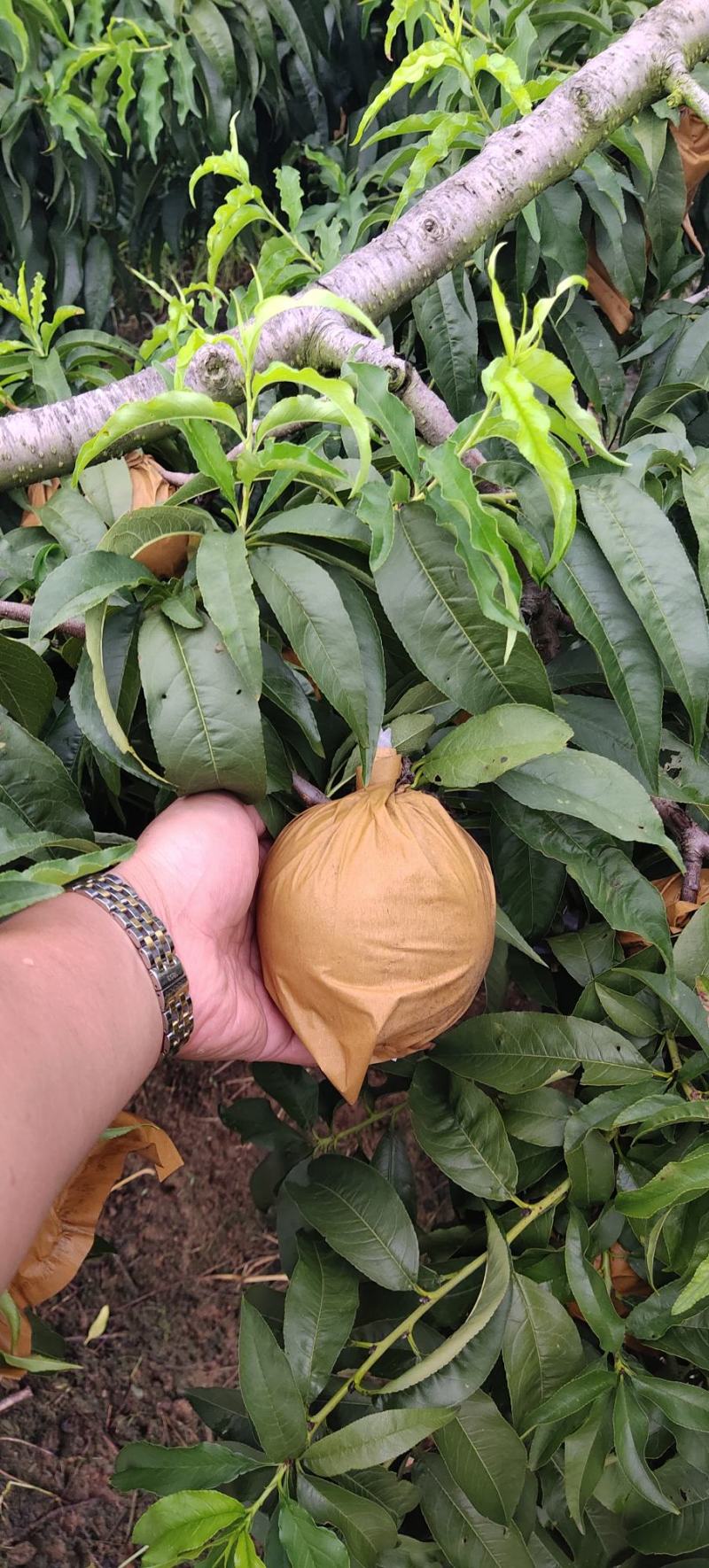 锦绣大黄桃上市了需要的抓紧