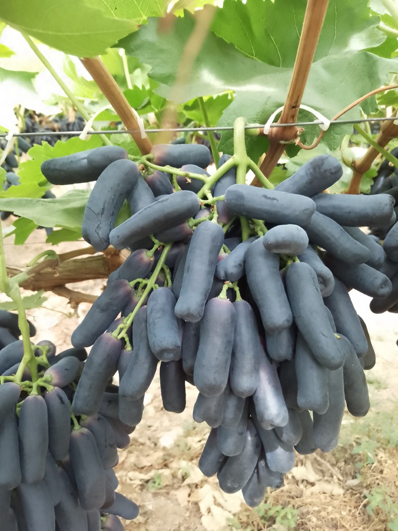 蓝宝石葡萄，实力代办，价格美丽，量大从优