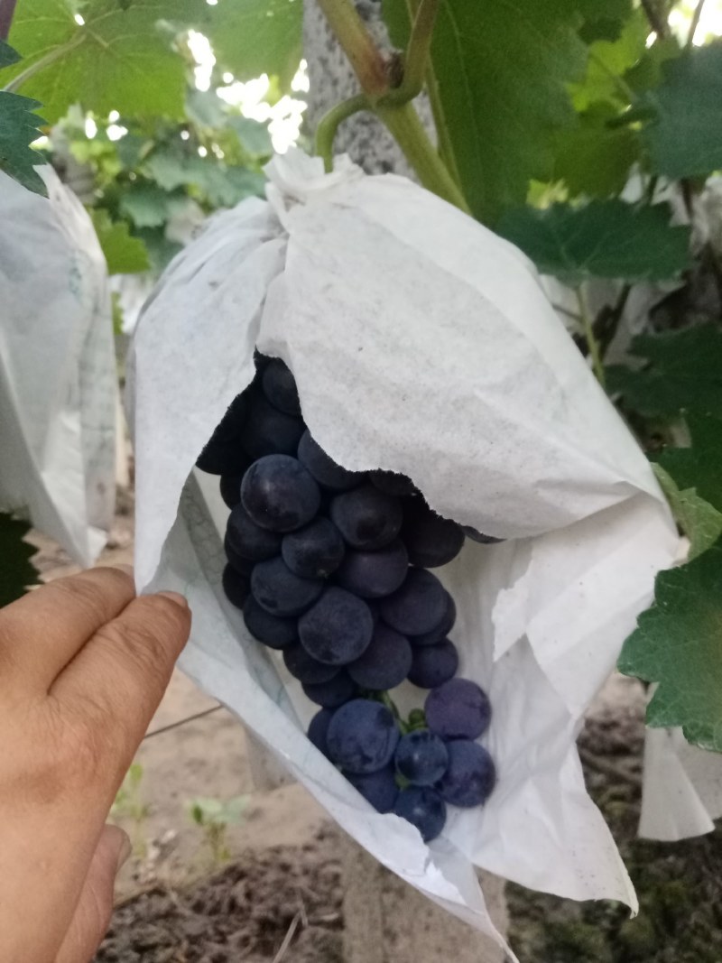 精品辽峰好货不多，口感杠甜