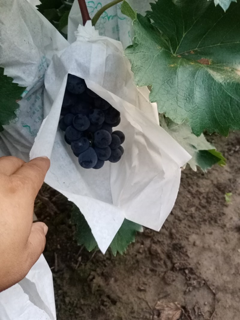 精品辽峰好货不多，口感杠甜