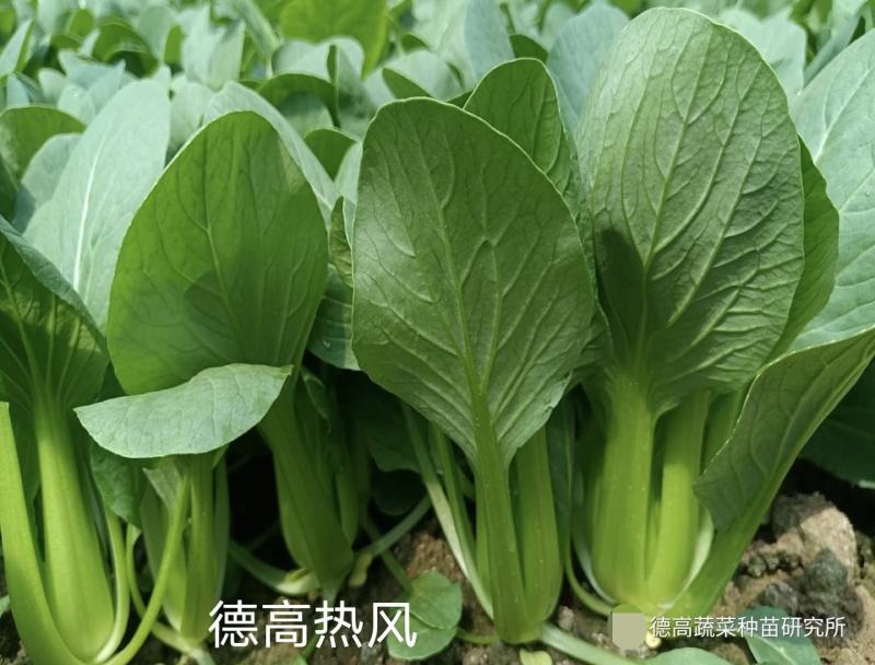 德高热风亮绿青梗菜种子耐热青菜种子好捆扎，可做中棵菜