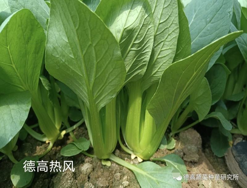 德高热风亮绿青梗菜种子耐热青菜种子好捆扎，可做中棵菜