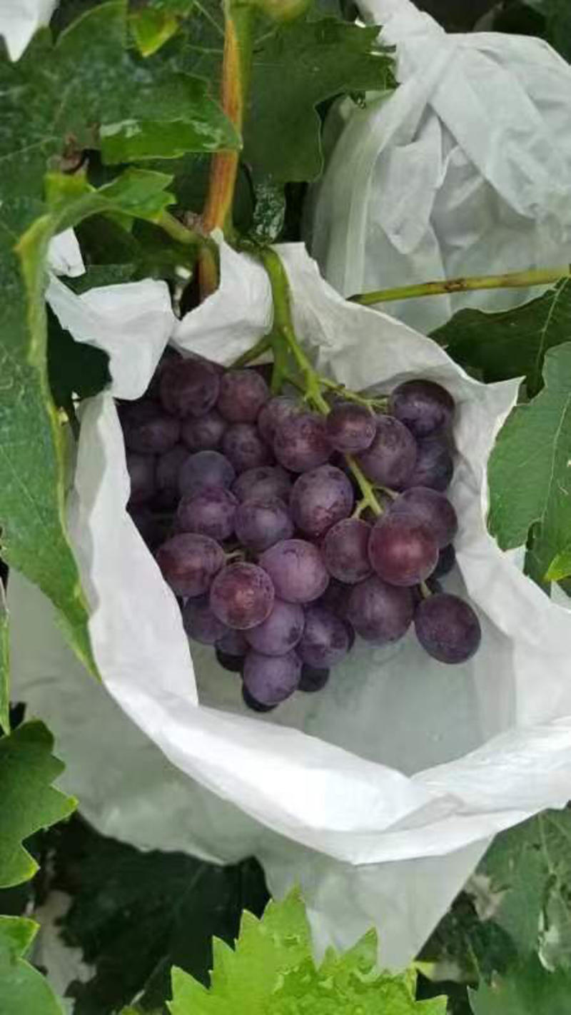 【推荐】滨海新区玫瑰香葡萄大量供应，可以批发，零售，
