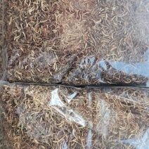 大别山野生太阳晒干金银花，口感好