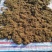 大别山野生太阳晒干金银花，口感好