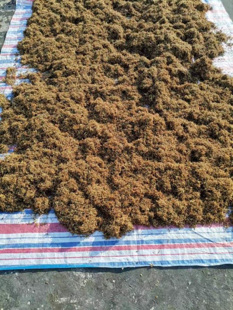大别山野生太阳晒干金银花，口感好