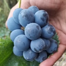 高山葡萄野生葡萄产地直发可酿酒榨汁可鲜食