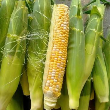 精品水果玉米质量保证支持一件代发对接全国
