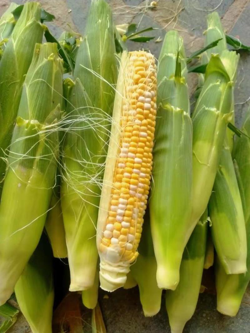 精品水果玉米质量保证支持一件代发对接全国