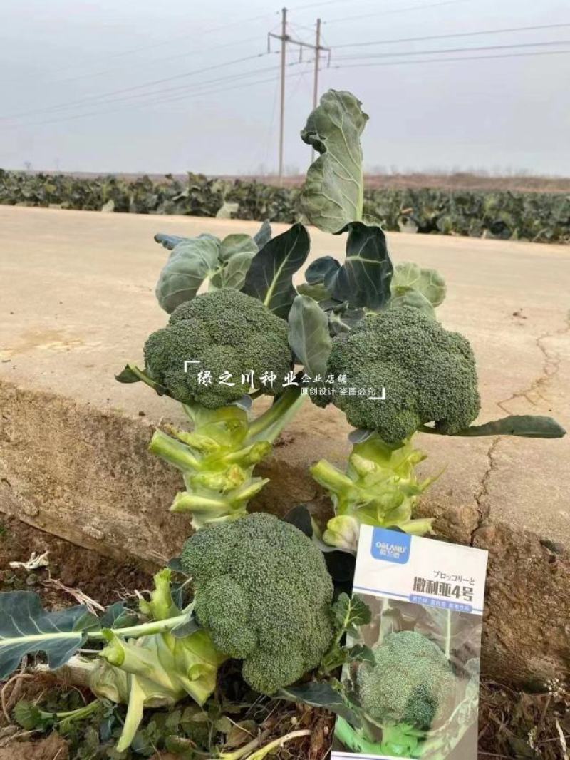 欧兰德撒利亚4号西蓝花种子耐青花菜种子颜色绿西兰花种子