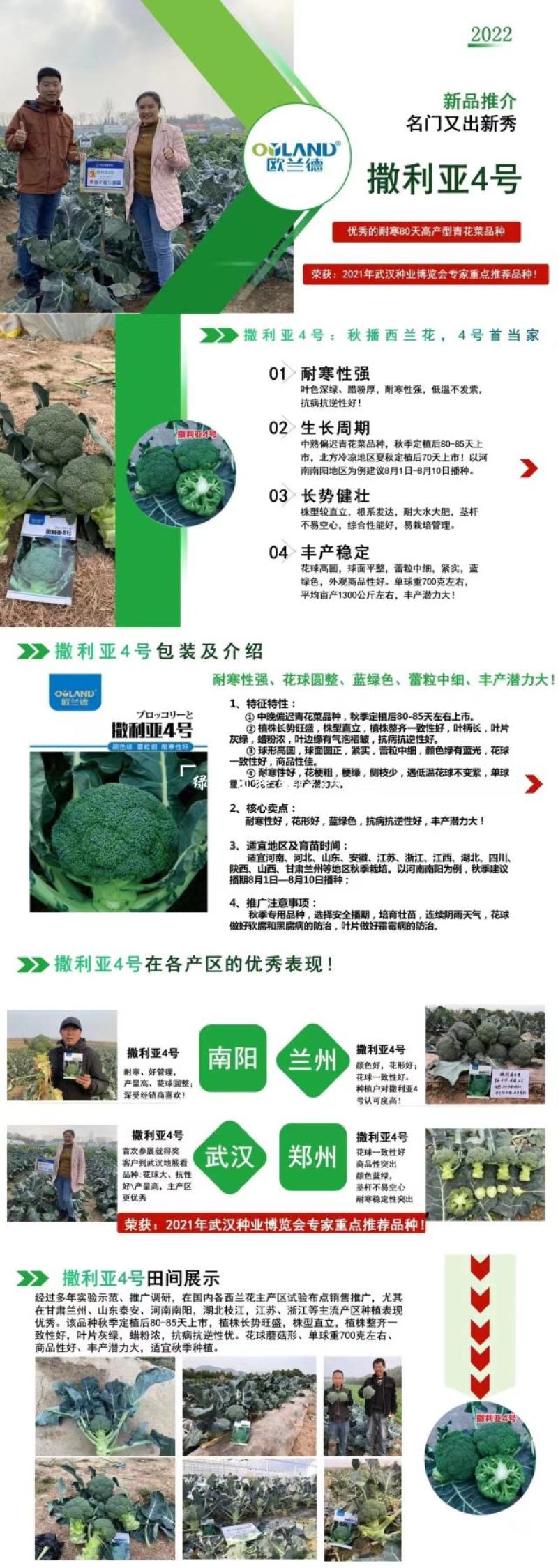 欧兰德撒利亚4号西蓝花种子耐青花菜种子颜色绿西兰花种子