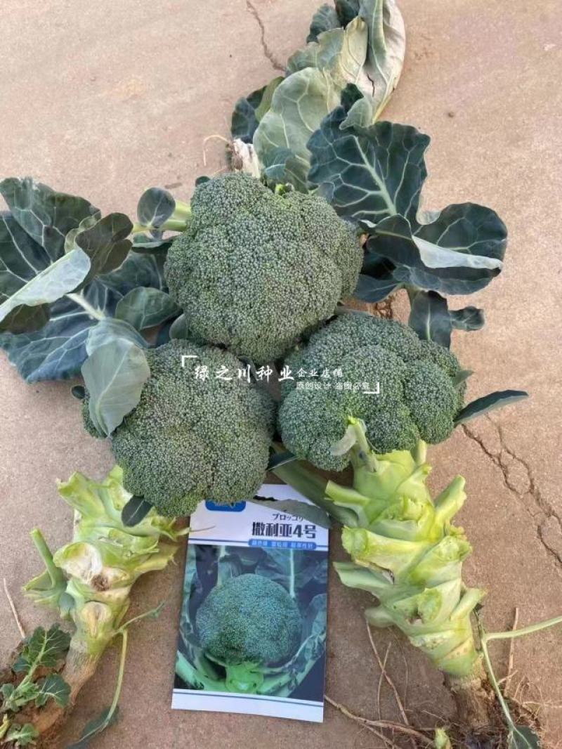 欧兰德撒利亚4号西蓝花种子耐青花菜种子颜色绿西兰花种子