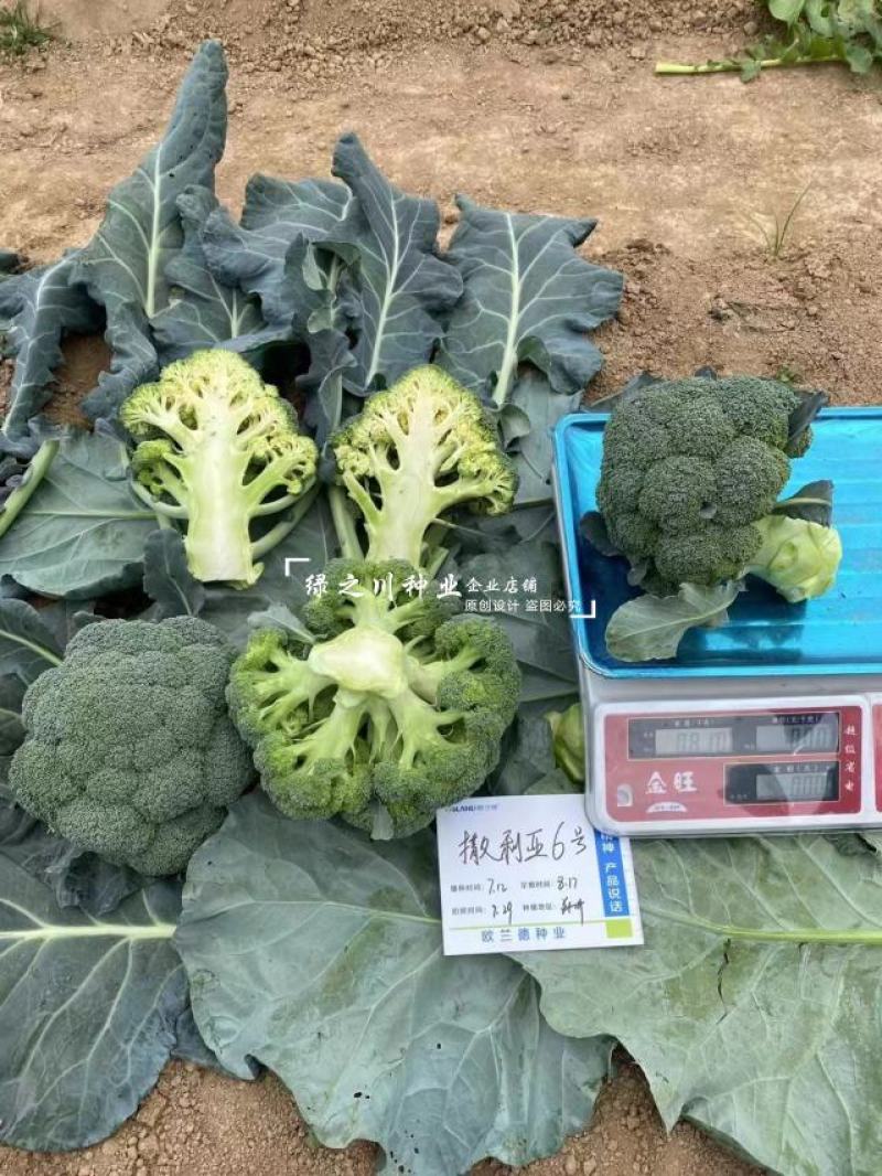 欧兰德撒利亚6号西兰花种子早熟低温不易发紫青花菜种子