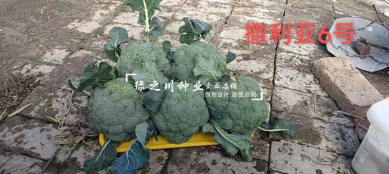 欧兰德撒利亚6号西兰花种子早熟低温不易发紫青花菜种子