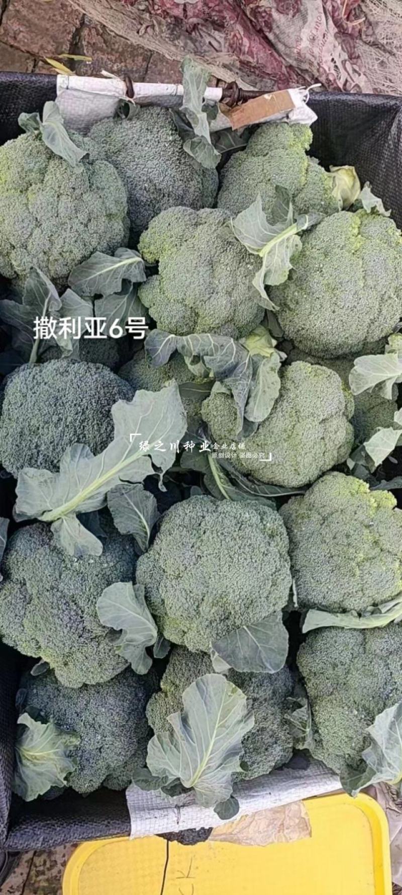 欧兰德撒利亚6号西兰花种子早熟低温不易发紫青花菜种子
