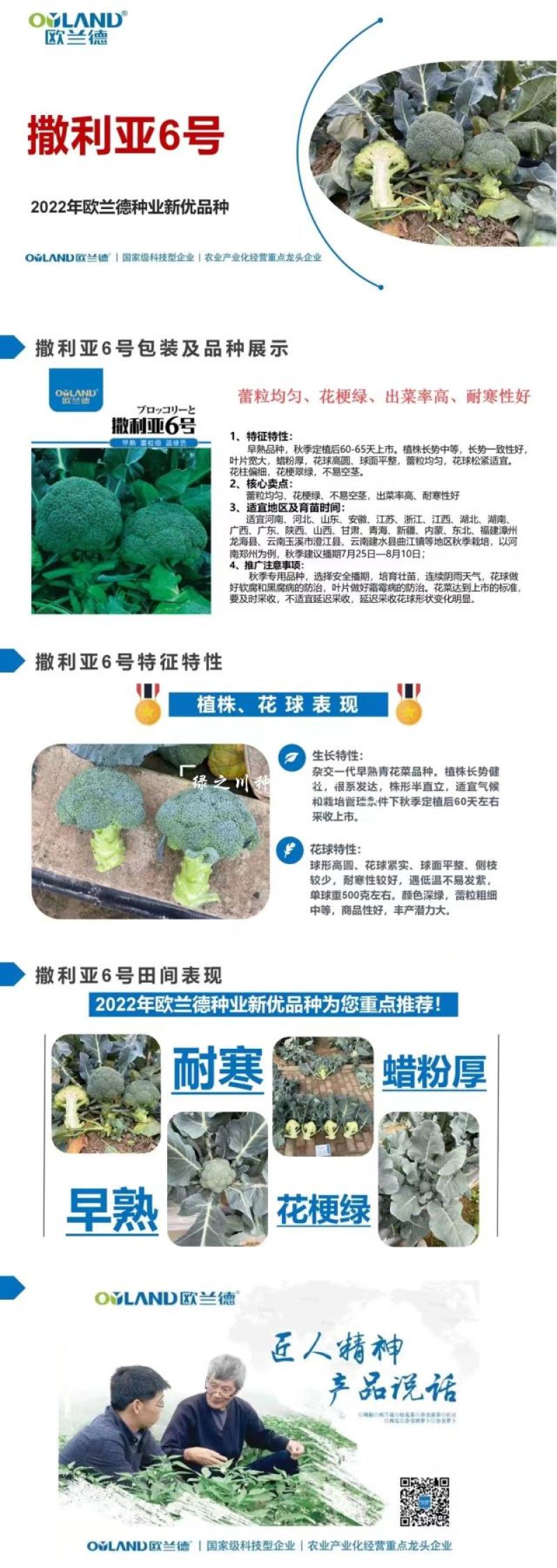 欧兰德撒利亚6号西兰花种子早熟低温不易发紫青花菜种子