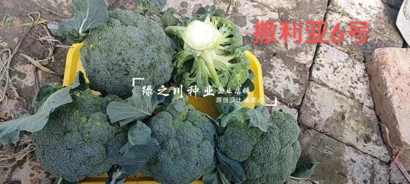 欧兰德撒利亚6号西兰花种子早熟低温不易发紫青花菜种子