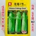 龙福1号绍菜种子黄心早熟一代杂交抗病龙芽菜种子大白菜种子