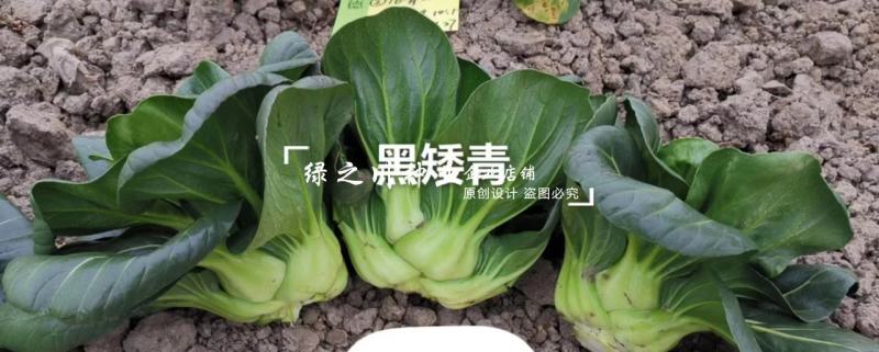 德高青梗菜种子黑矮青苏州青种子大头束腰特矮苏州青种籽