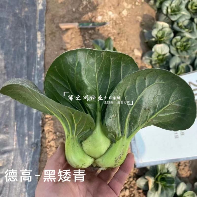 德高青梗菜种子黑矮青苏州青种子大头束腰特矮苏州青种籽