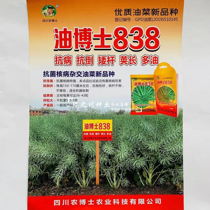 油菜籽种子四川油博士838油菜种子矮杆抗病荚长出油量多